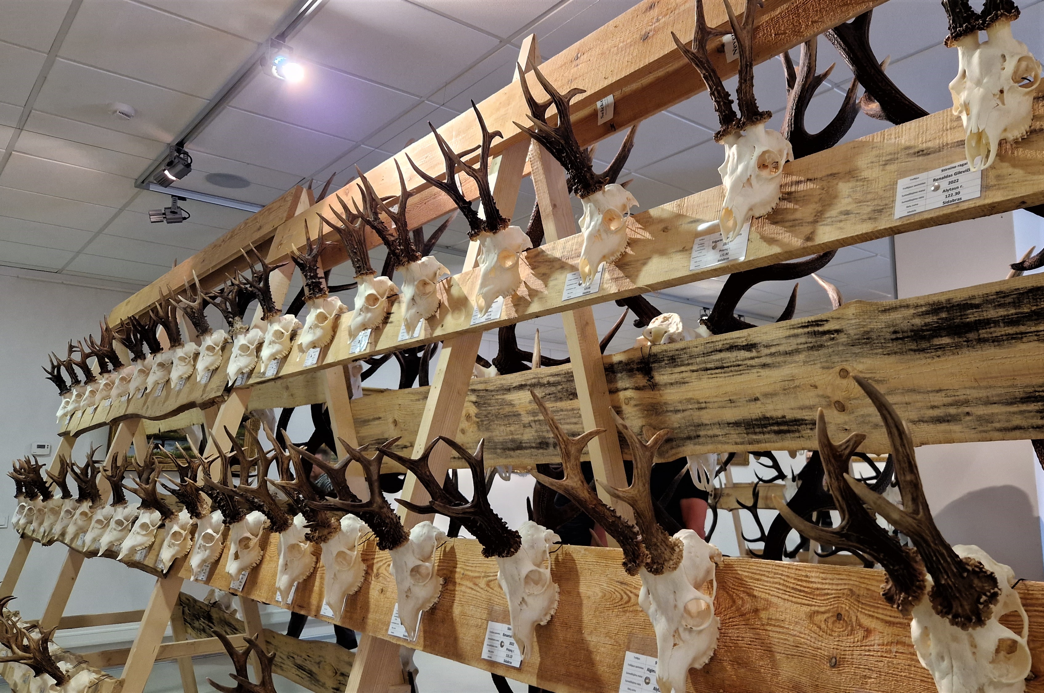Aly­taus kraš­to­ty­ros mu­zie­ju­je vei­kia 7-oji Dzū­ki­jos kraš­to me­džiok­lės tro­fė­jų pa­ro­da.