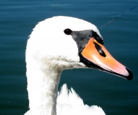 Romos Balsienės (ELTA) nuotr.