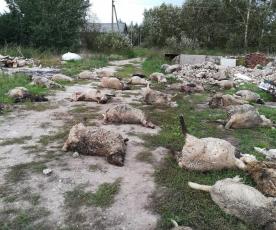 Per­nai dau­giau­sia avių vil­kai pa­pjo­vė Pu­nios se­niū­ni­jo­je.