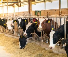 Nuotrauka iš shutterstock.com