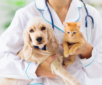 veterinarija